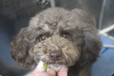 千葉県市川市のトイプードルの歯磨き画像