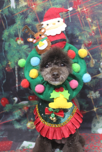 千葉県柏市のトイプードルのトリミング画像