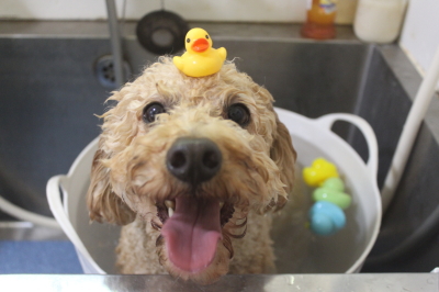 千葉県船橋市のトイプードルの炭酸泉画像