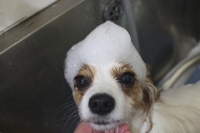 千葉県鎌ヶ谷市のパピヨンのシャンプー画像