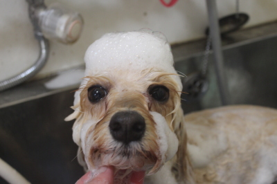 千葉県鎌ヶ谷市のミックス犬のシャンプー画像