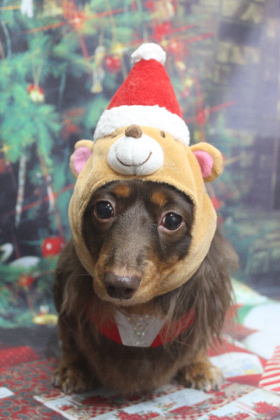 千葉県松戸市のミニチュアダックスのトリミング画像