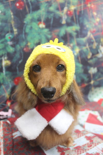 千葉県鎌ケ谷のミニチュアダックスのトリミング画像