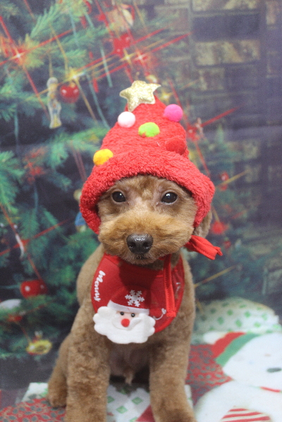 千葉県船橋市のトイプードルのトリミング画像