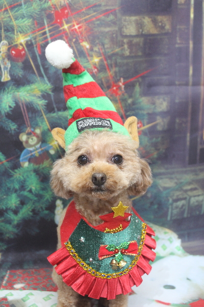 千葉県船橋市のトイプードルのトリミング画像