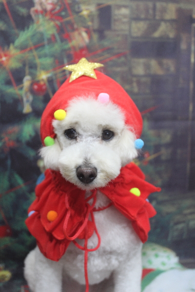 千葉県鎌ヶ谷市のトイプードルのトリミング画像