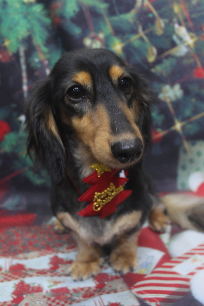 千葉県船橋市のミニチュアダックスのトリミング画像