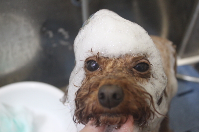 千葉県市川市のトイプードルのシャンプー画像