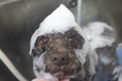 千葉県市川市のトイプードルのシャンプー画像