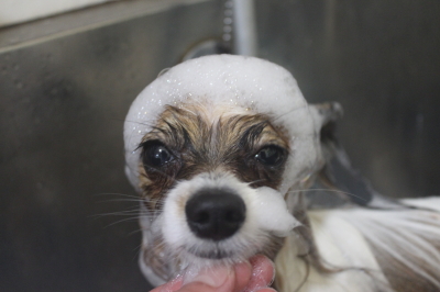 千葉県鎌ヶ谷市のパピヨンのシャンプー画像