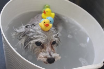 千葉県印西市のトイプードルの炭酸泉画像