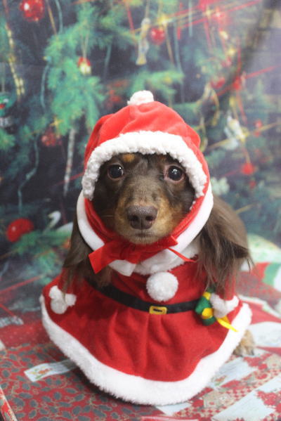 千葉県松戸市のミニチュアダックスのトリミング画像