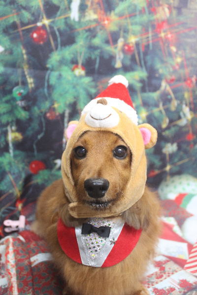 千葉県鎌ケ谷のミニチュアダックスのトリミング画像