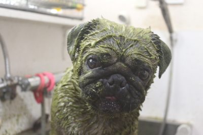 千葉県鎌ケ谷市のパグのハーブパック画像