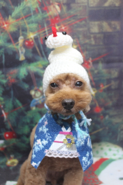 千葉県船橋市のトイプードルのトリミング画像