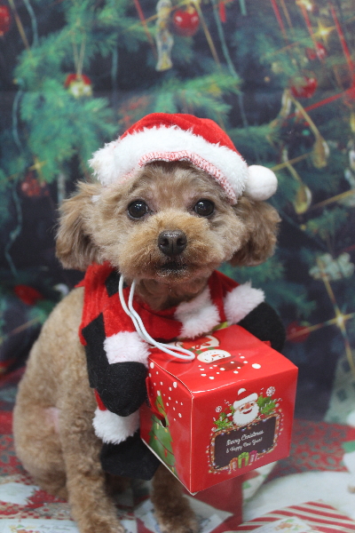 千葉県船橋市のトイプードルのトリミング画像