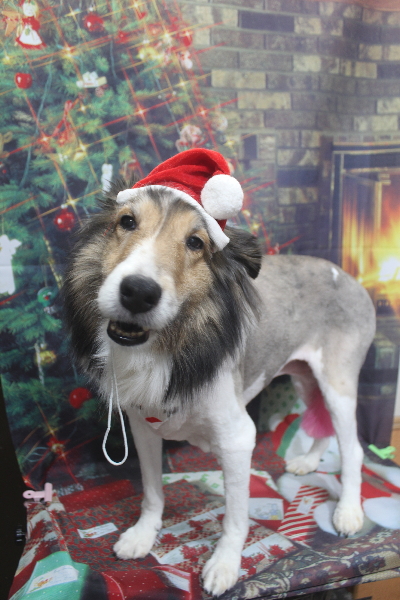 千葉県船橋市のシェルティのトリミング画像