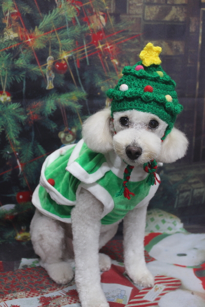 千葉県鎌ヶ谷市のトイプードルのトリミング画像