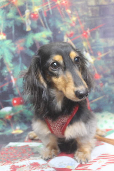 千葉県船橋市のミニチュアダックスのトリミング前画像