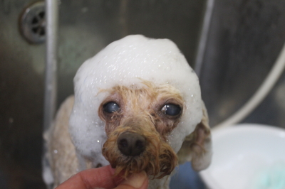 千葉県船橋市のトイプードルのシャンプー画像