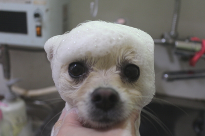 東京都港区のポメラニアンの泥シャンプー画像