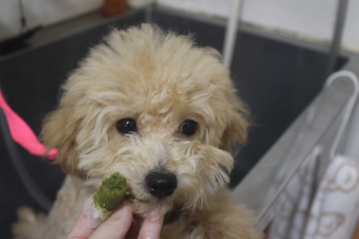 東京都世田谷区のトイプードルの歯磨き画像