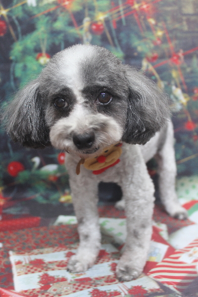 千葉県鎌ケ谷市のトイプードルのトリミング画像