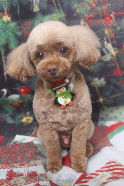 千葉県船橋市のトイプードルのトリミング画像