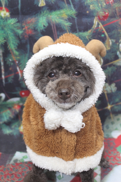 千葉県柏市のトイプードルのトリミング画像