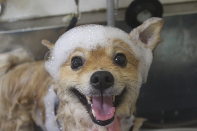 千葉県船橋市ポメラニアンのシャンプー画像