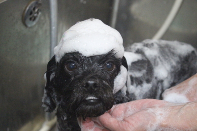 千葉県船橋市ミックス犬のシャンプー画像