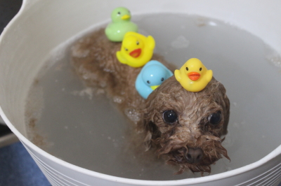 千葉県印西市のトイプードルの炭酸泉画像