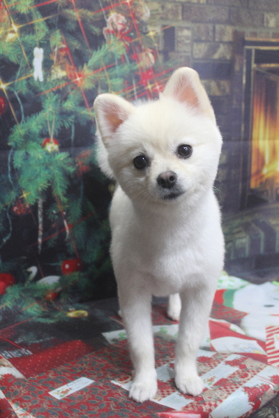 東京都港区のポメラニアンのトリミング画像