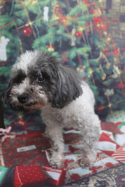 千葉県鎌ケ谷市のトイプードルのトリミング前画像