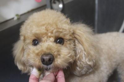 千葉県船橋市のトイプードルの歯磨き画像