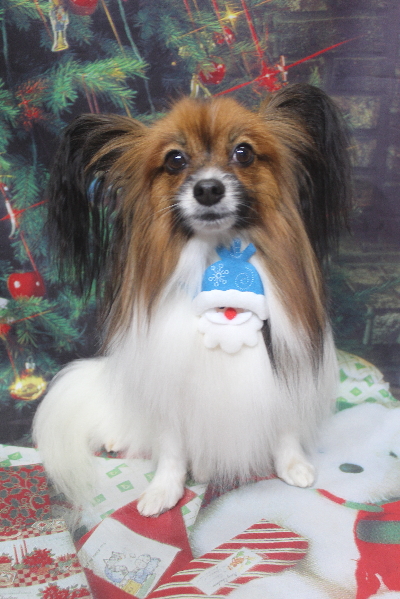 千葉県鎌ヶ谷市のパピヨンのトリミング画像