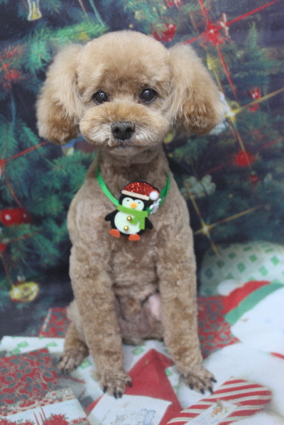 千葉県鎌ヶ谷市のトイプードルのトリミング画像