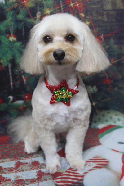 千葉県鎌ヶ谷市のミックス犬のトリミング画像