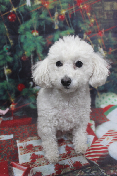 千葉県船橋市のトイプードルのトリミング前画像