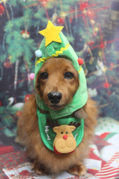 千葉県鎌ケ谷のミニチュアダックスのトリミング画像