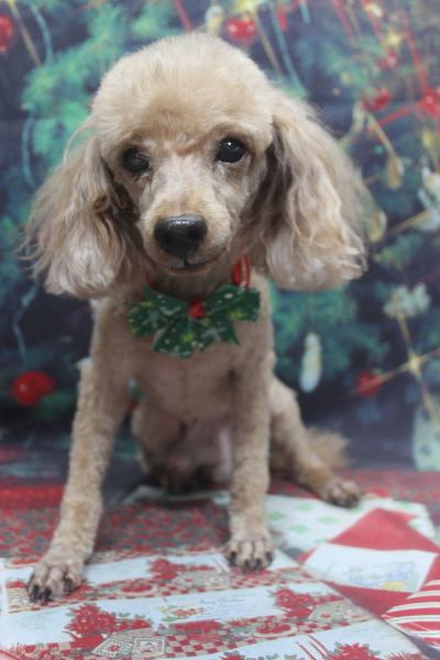 千葉県船橋市のトイプードルのトリミング画像