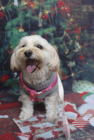 千葉県鎌ケ谷市のミックス犬のトリミング前画像