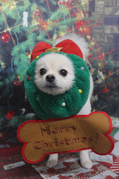 東京都港区のポメラニアンのトリミング画像