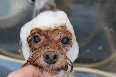 千葉県船橋市のトイプードルのシャンプー画像