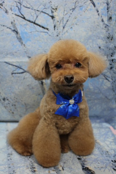 千葉県船橋市のトイプードルのトリミング画像