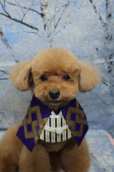 千葉県船橋市のトイプードルのトリミング画像