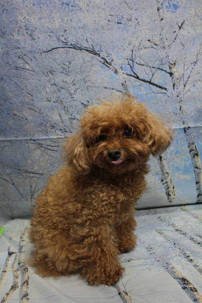 千葉県船橋市のトイプードルのトリミング前画像