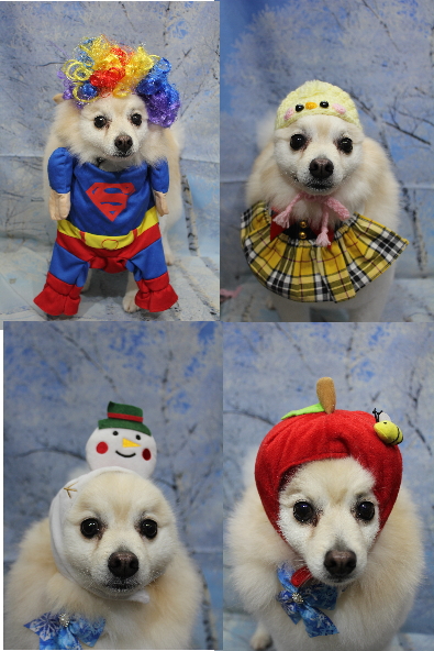 千葉県船橋市のポメラニアンのトリミング画像