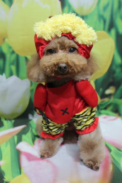 千葉県市川市のトイプードルのトリミング画像