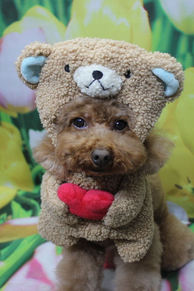 千葉県市川市のトイプードルのトリミング画像